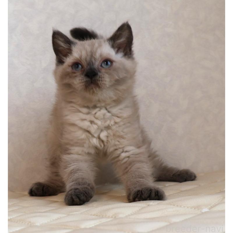 販売中の静岡県のセルカークレックス-129199の8枚目