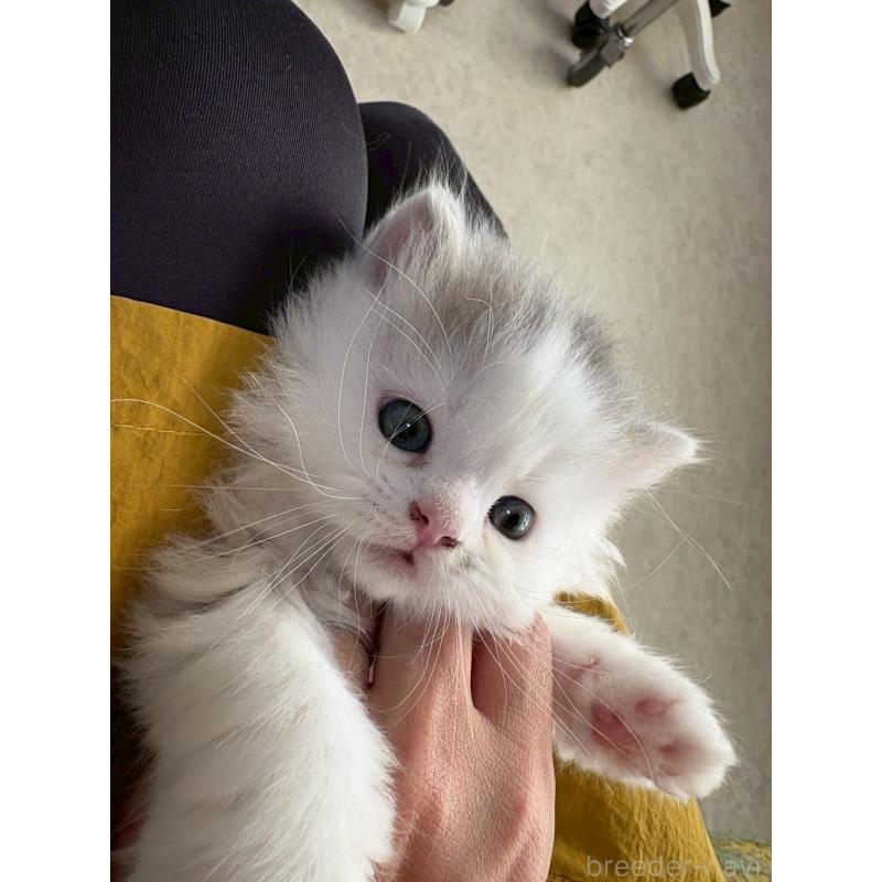 販売中の広島県のマンチカン-132648の9枚目