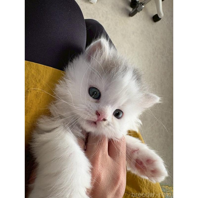 販売中の広島県のマンチカン-132648の8枚目