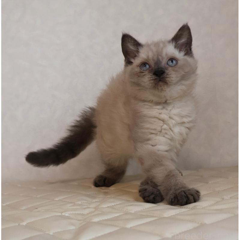 販売中の静岡県のセルカークレックス-129199の7枚目