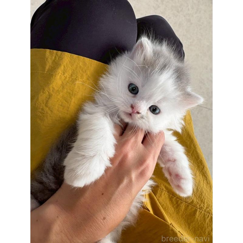 販売中の広島県のマンチカン-132648の7枚目