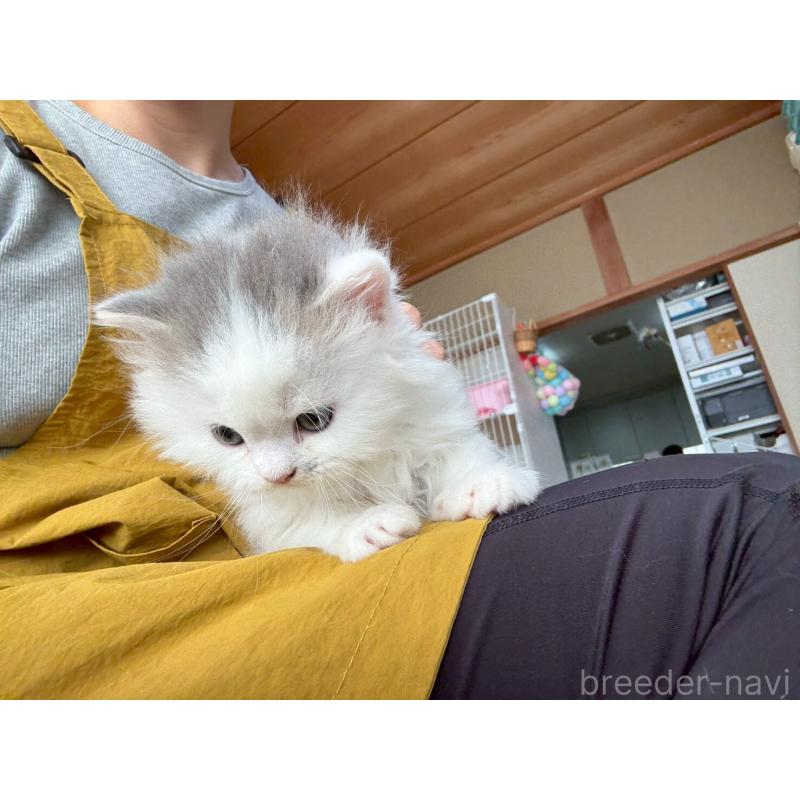 販売中の広島県のマンチカン-132648の6枚目