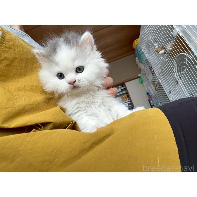 販売中の広島県のマンチカン-132648の5枚目