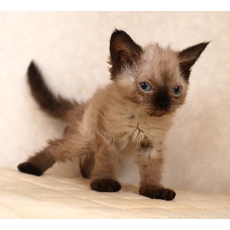 販売中の静岡県のセルカークレックス-129200の10枚目