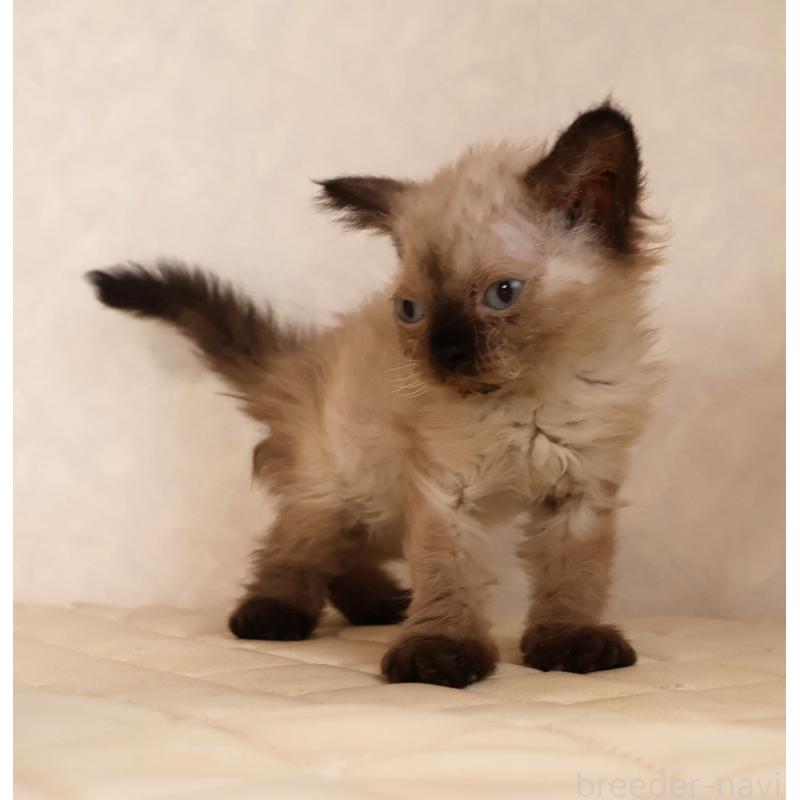 販売中の静岡県のセルカークレックス-129200の9枚目