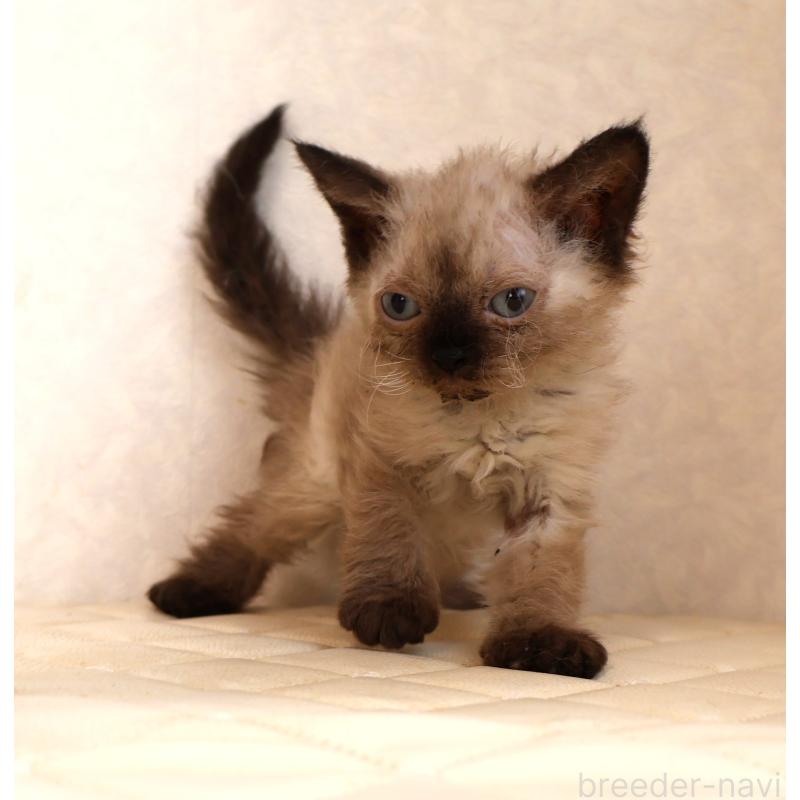 販売中の静岡県のセルカークレックス-129200の8枚目