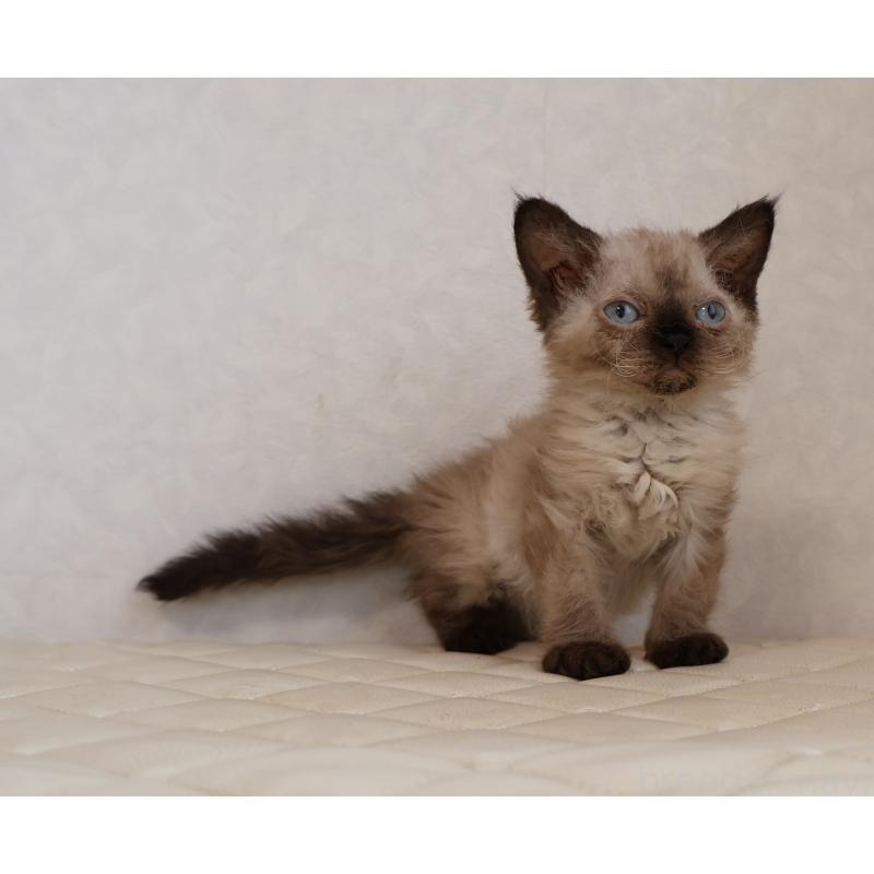 販売中の静岡県のセルカークレックス-129200の7枚目