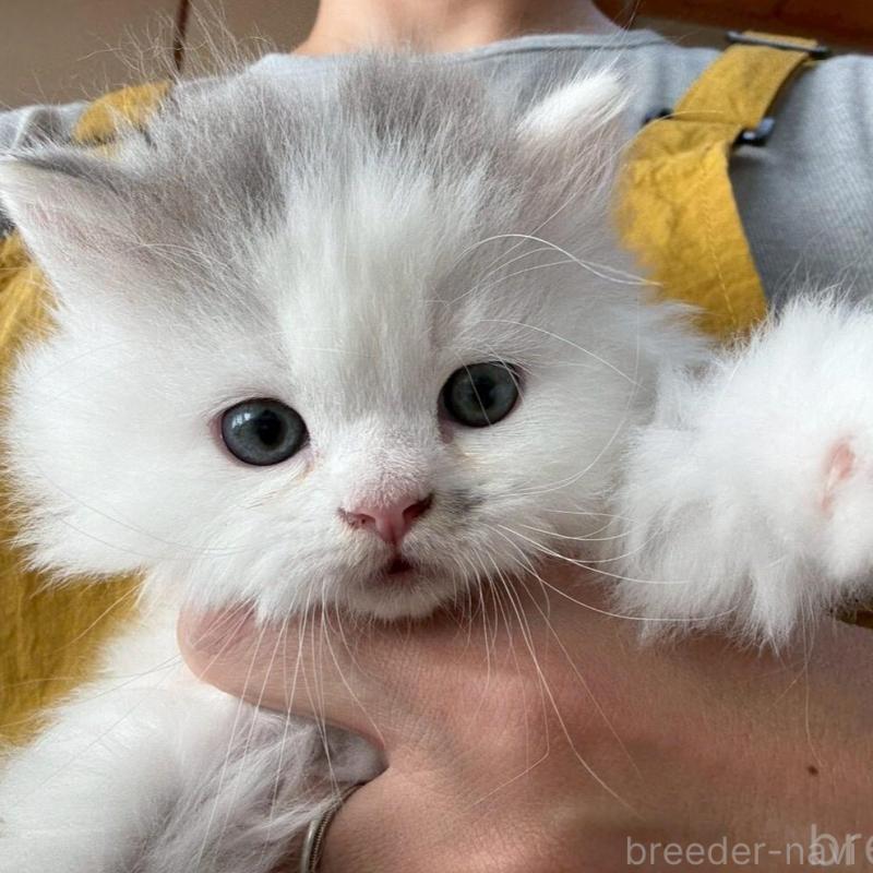 販売中の広島県のマンチカン-132648の4枚目