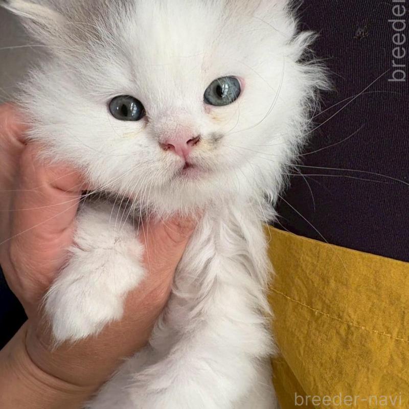 販売中の広島県のマンチカン-132648の3枚目