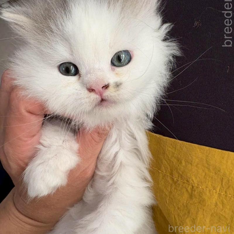 販売中の広島県のマンチカン-132648の2枚目