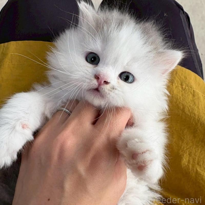 販売中の広島県のマンチカン-132648の1枚目