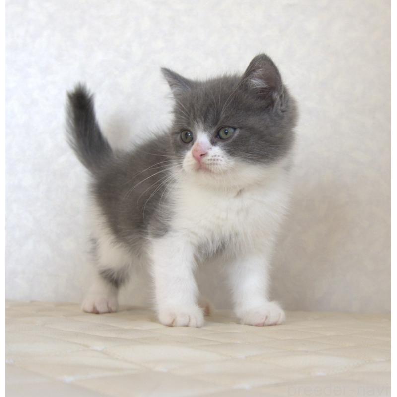 販売中の静岡県のブリティッシュショートヘア-129201の4枚目