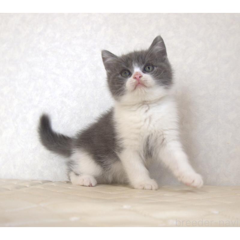 販売中の静岡県のブリティッシュショートヘア-129201の3枚目