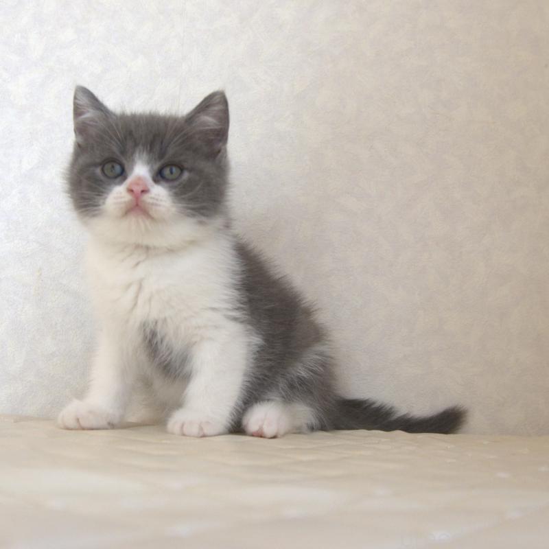 販売中の静岡県のブリティッシュショートヘア-129201の2枚目