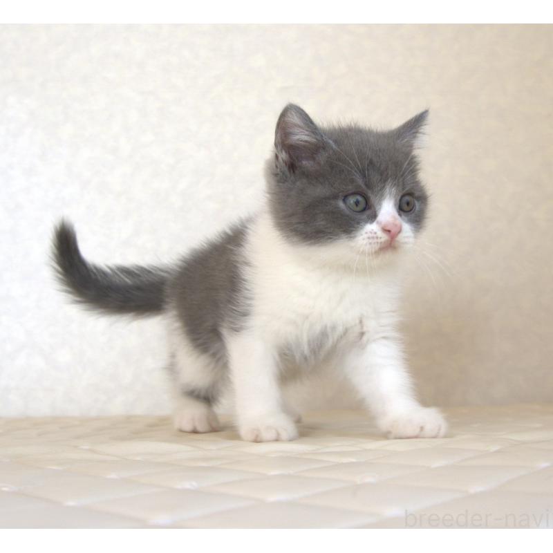 販売中の静岡県のブリティッシュショートヘア-129201