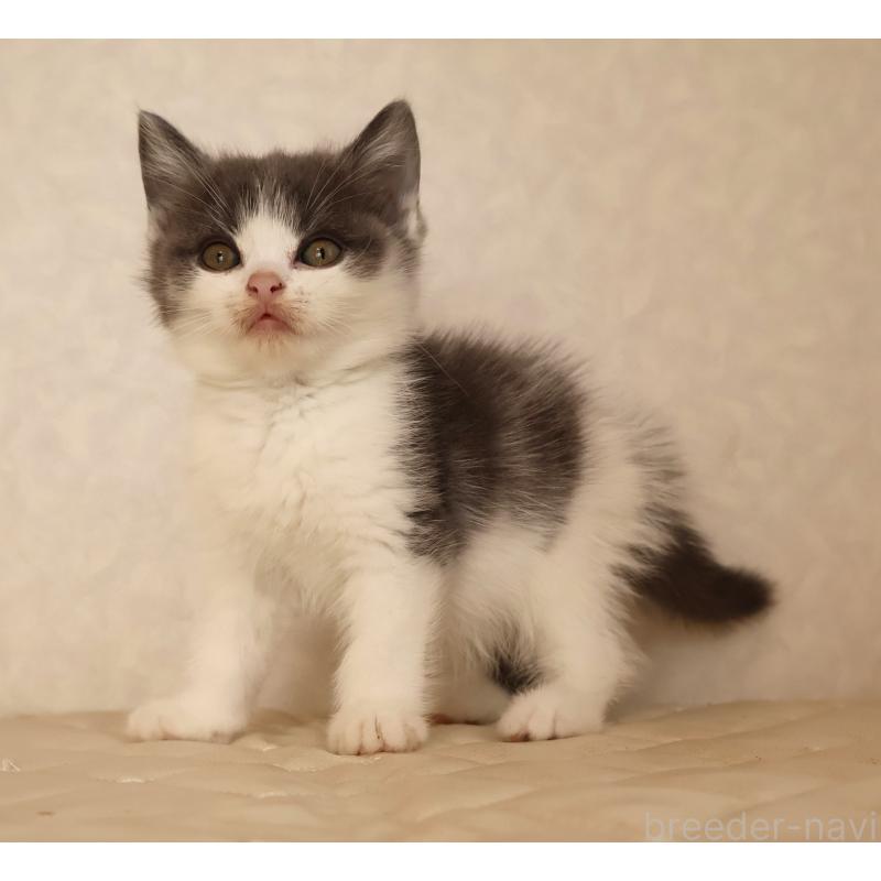 販売中の静岡県のブリティッシュショートヘア-129202の16枚目