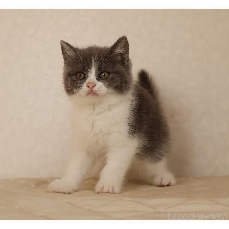 販売中の静岡県のブリティッシュショートヘア-129202の15枚目