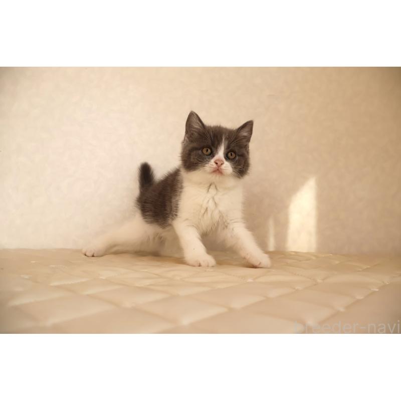 販売中の静岡県のブリティッシュショートヘア-129202