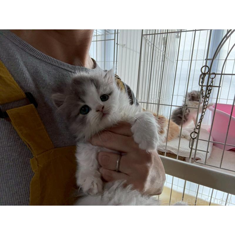 販売中の広島県のマンチカン(短足)-132649の18枚目