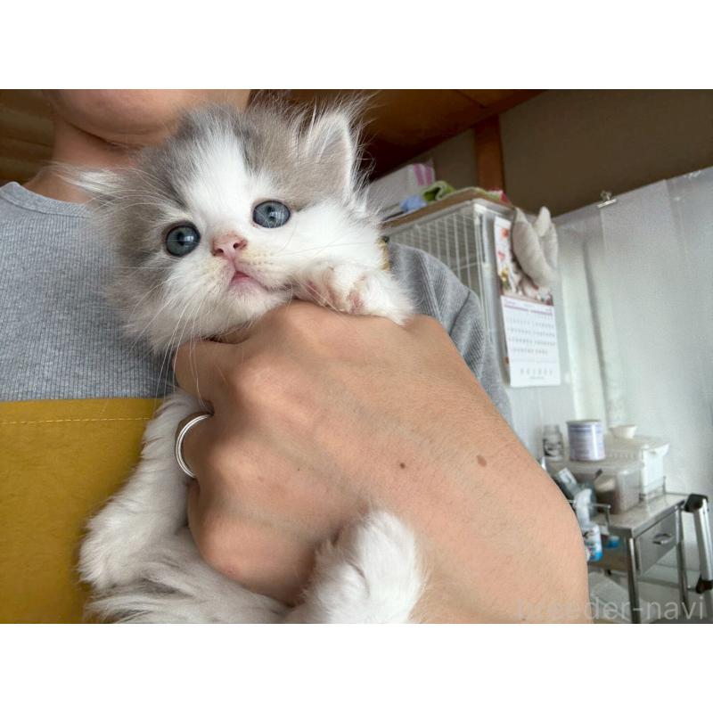 販売中の広島県のマンチカン(短足)-132649の17枚目