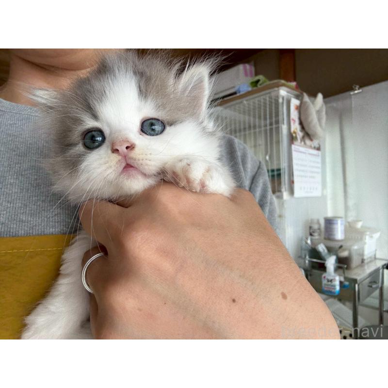 販売中の広島県のマンチカン(短足)-132649の16枚目