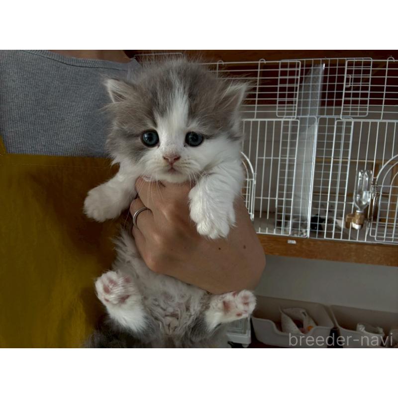 販売中の広島県のマンチカン(短足)-132649の15枚目