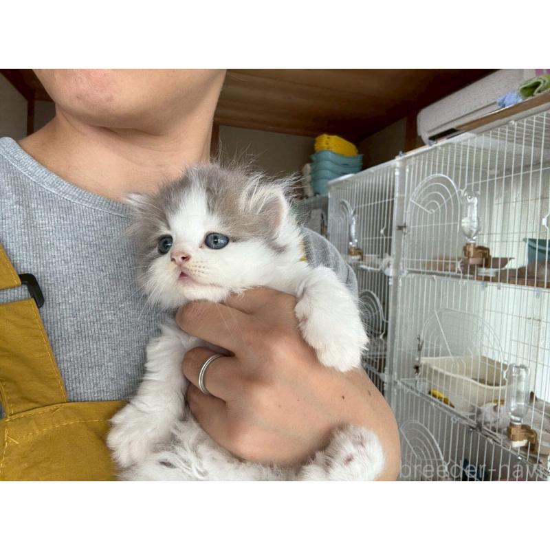 販売中の広島県のマンチカン(短足)-132649の14枚目