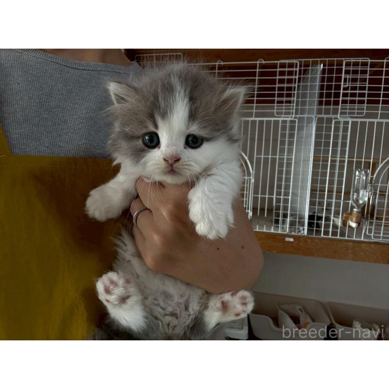 販売中の広島県のマンチカン(短足)-132649の13枚目