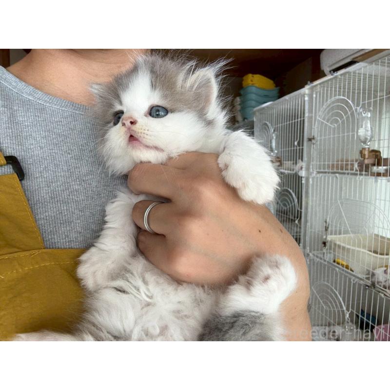 販売中の広島県のマンチカン(短足)-132649の12枚目