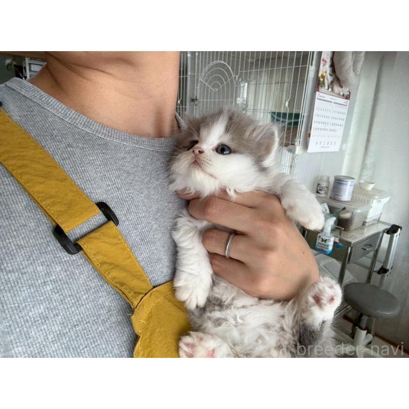 販売中の広島県のマンチカン(短足)-132649の11枚目