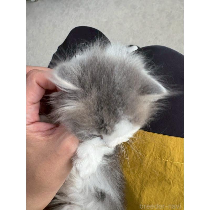 販売中の広島県のマンチカン(短足)-132649の10枚目