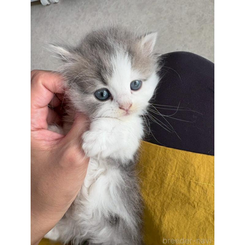 販売中の広島県のマンチカン(短足)-132649の9枚目