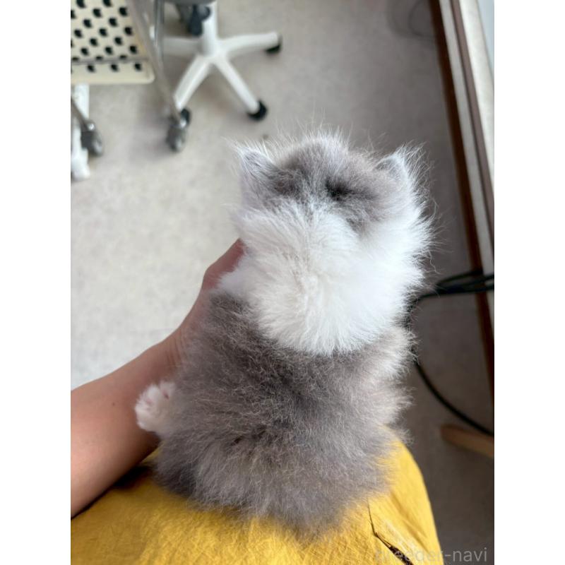 販売中の広島県のマンチカン(短足)-132649の8枚目