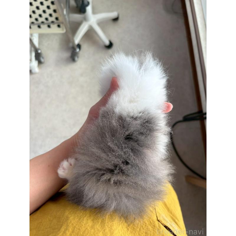 販売中の広島県のマンチカン(短足)-132649の7枚目