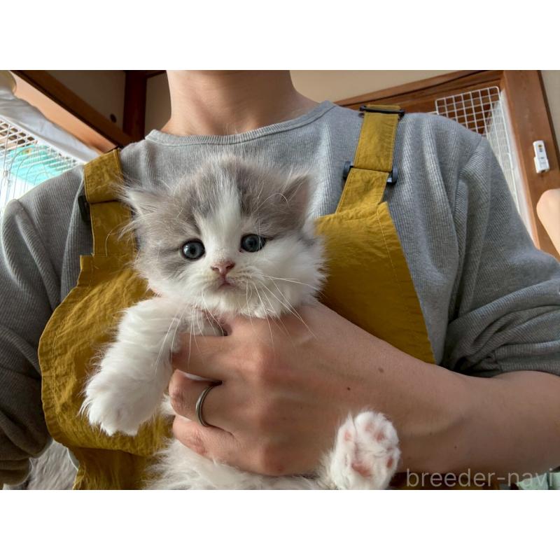 販売中の広島県のマンチカン(短足)-132649の6枚目