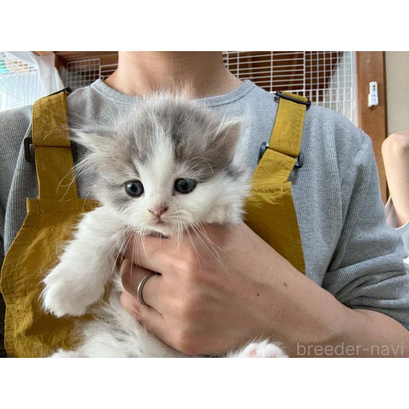 販売中の広島県のマンチカン(短足)-132649の5枚目