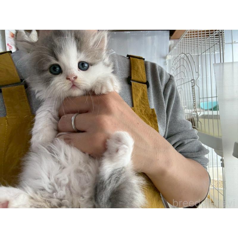 販売中の広島県のマンチカン(短足)-132649の4枚目