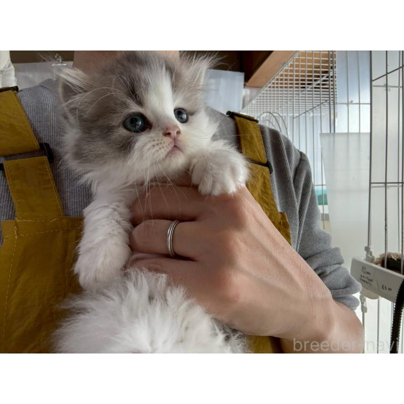 販売中の広島県のマンチカン(短足)-132649の3枚目