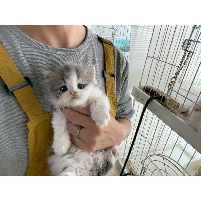 販売中の広島県のマンチカン(短足)-132649の2枚目