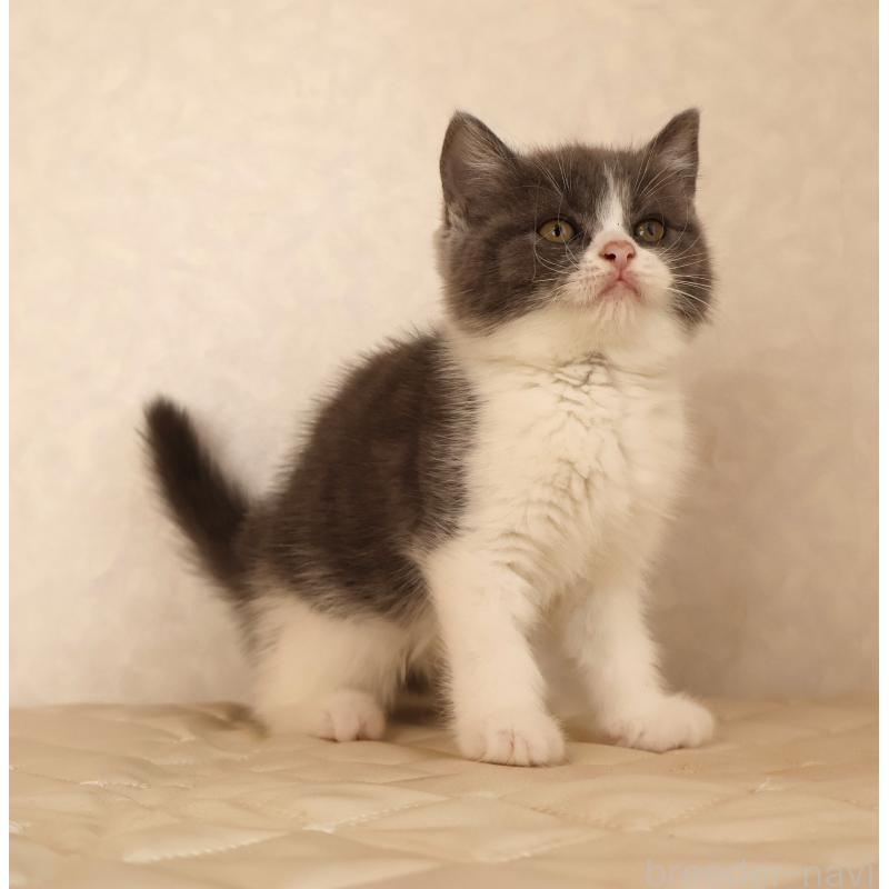 販売中の静岡県のブリティッシュショートヘア-129204の11枚目