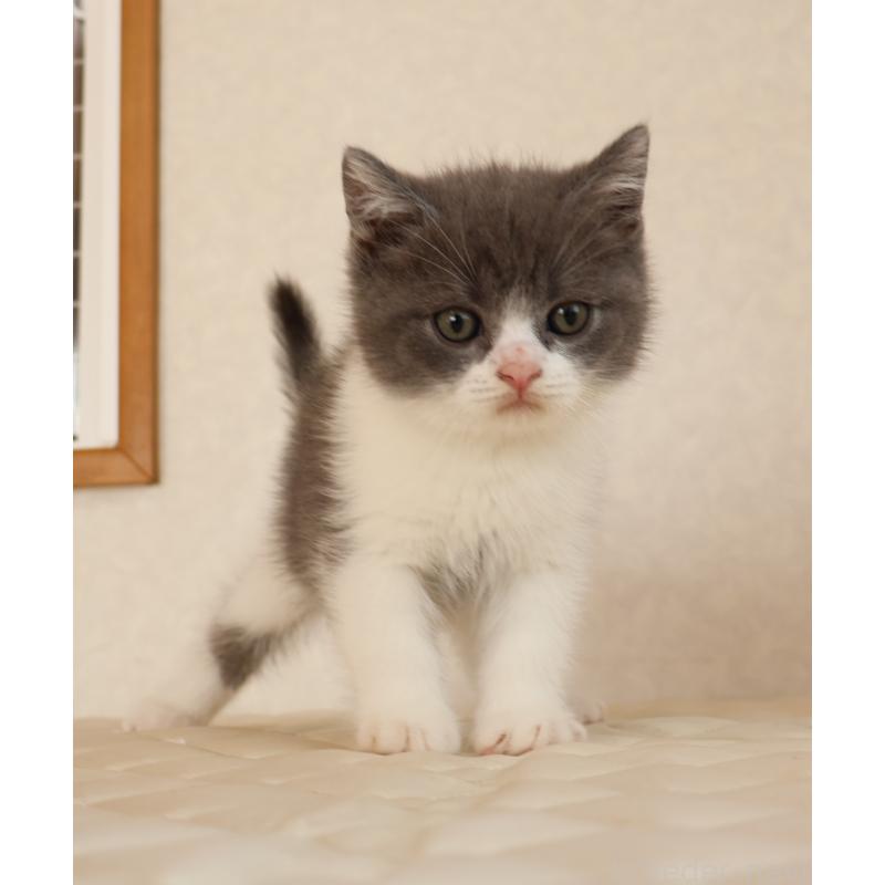 販売中の静岡県のブリティッシュショートヘア-129204