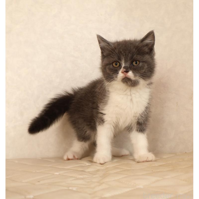 販売中の静岡県のブリティッシュショートヘア-129203の21枚目