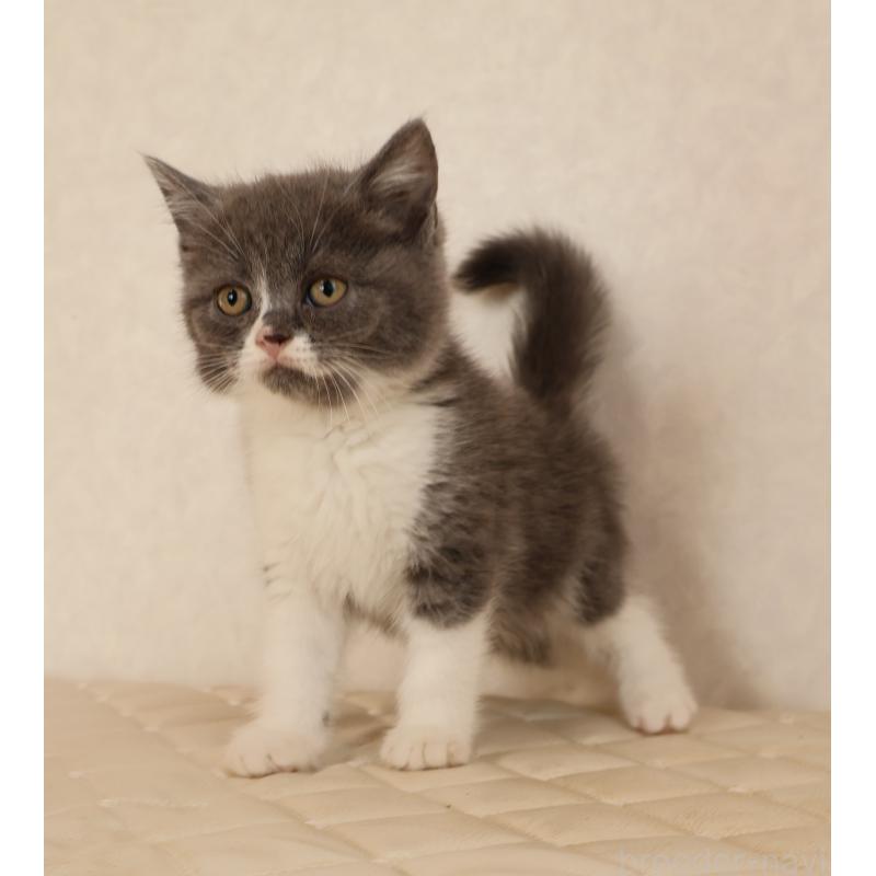 販売中の静岡県のブリティッシュショートヘア-129203の20枚目