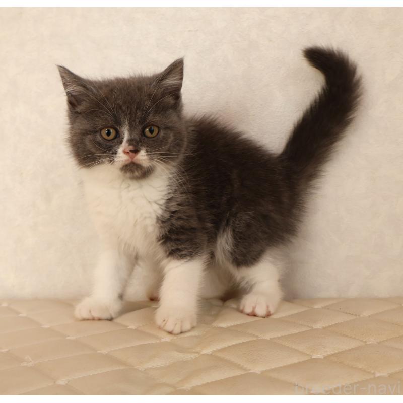 販売中の静岡県のブリティッシュショートヘア-129203