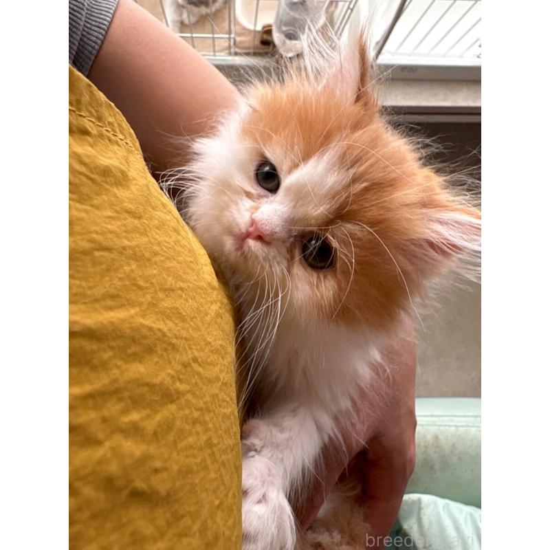 販売中の広島県のミヌエット-132650の24枚目