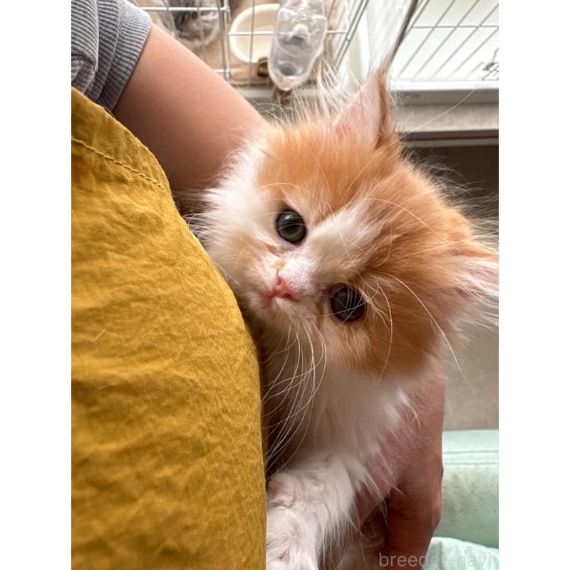 販売中の広島県のミヌエット-132650の23枚目