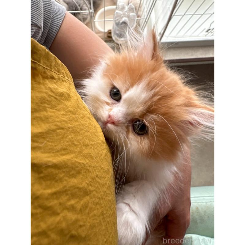 販売中の広島県のミヌエット-132650の22枚目