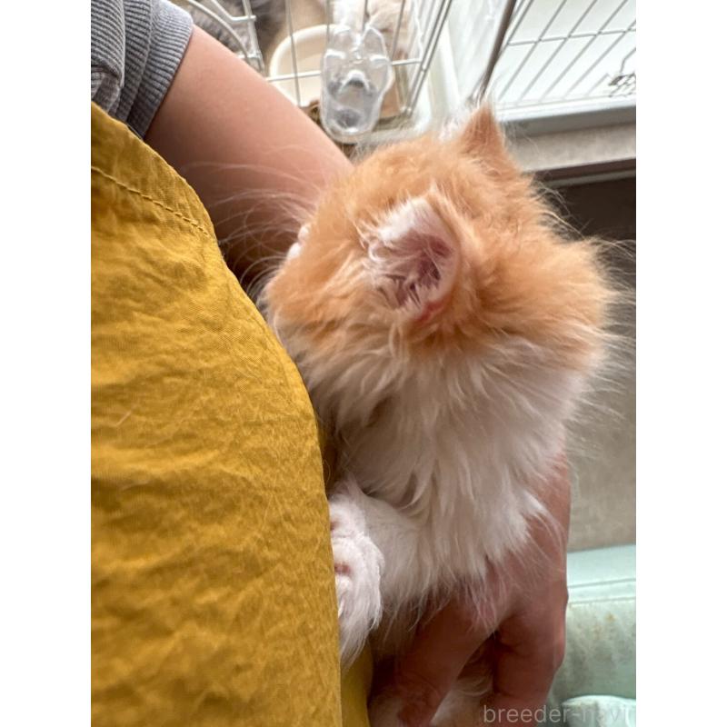 販売中の広島県のミヌエット-132650の21枚目