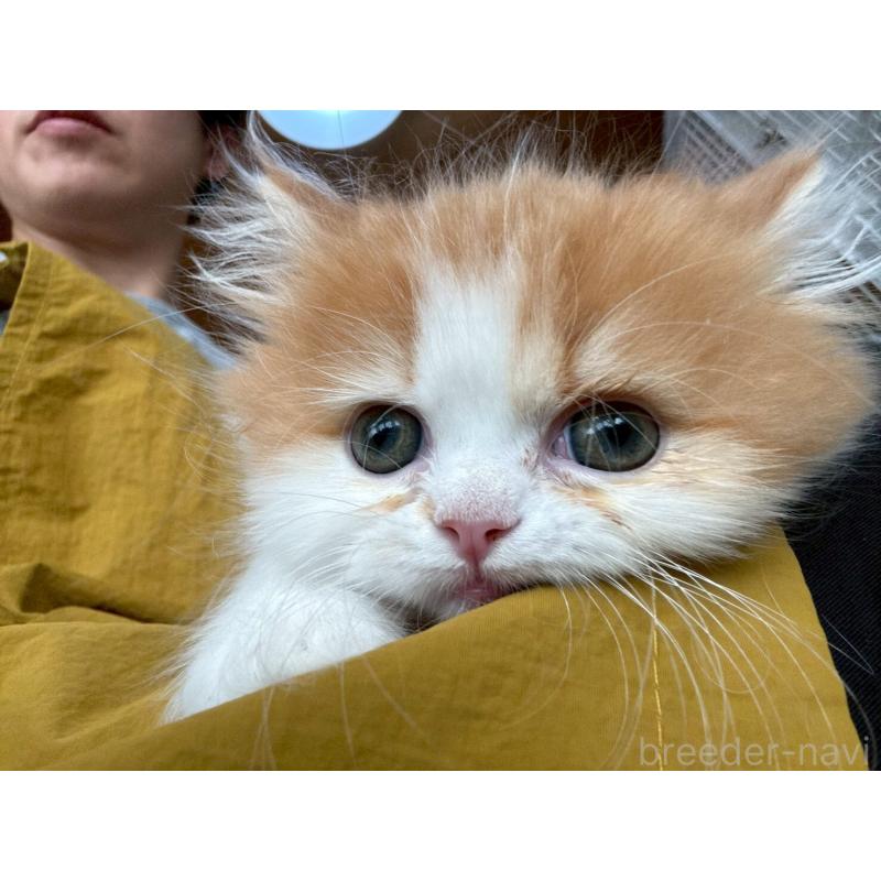 販売中の広島県のミヌエット-132650の20枚目