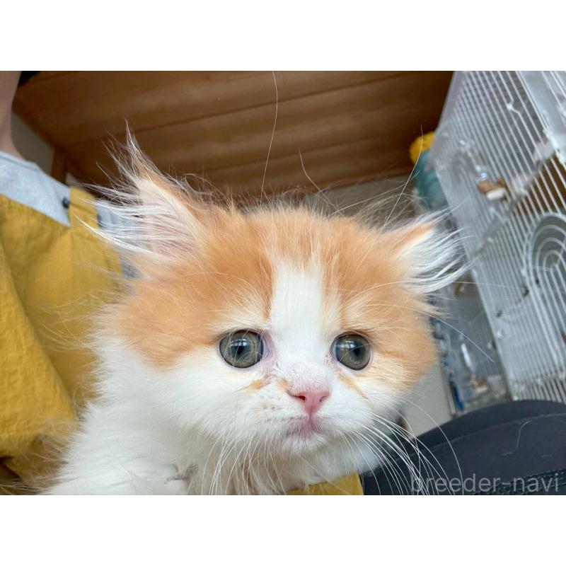 販売中の広島県のミヌエット-132650の19枚目